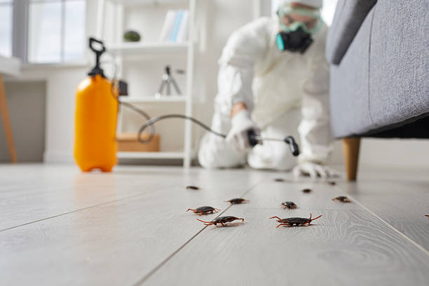 Affordable Termite Control solutions in West Van Lear, KY